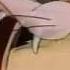 Tom And Jerry Dicky Moe Blue Cat Blues
