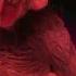 Bat Demon Roar Sound Effects Soundeffect Nocopyright
