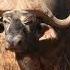 Buffalo And Bison Sounds