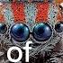 Peacock Spiders Show Us The Art Of Courtship Maria Fernanda Cardoso Spiders Of Paradise