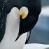 The Poor Penguin Penguin Funyvideo Cute