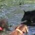 Hound Puppies Bay Up A Small Boar Hog