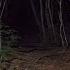 4K Walking At Night In Aokigahara Forest No Pranks Not Scary ASMR