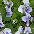 Illatos Ibolya Viola Odorata Виола душистая Shorts Flowers Present Plant цветы Virág Viola