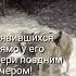 Парень сбежал в лесную глушь но на его пороге оказались опасные хищники волк шок