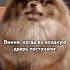 Давай быстрее опоздаешь виннипух Pomeranian Trending Dog Hurryup