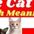 TOP 30 Best Female Cat Names With Meaning 2021 Unique And Cute Female Cat Names Ideas