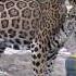 Jaguar Enrichment Domino And His Fire Hose Ball