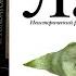 Евгений Водолазкин Лавр отрывок из аудиокниги купить книгу