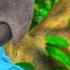 RIO 2 Clip The Loggers 2014 Jesse Eisenberg