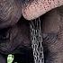 Elephant Walks Free After 41 Years In Chains The Dodo