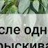 Рассада перца не растёт и желтеет пора ей помочь Чем подкормить перец для быстрого роста часть 2