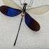 Damselfly Taxidermist Entomology Insects Insectcollection Foryou