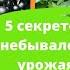 5 секретов небывалого урожая смородины