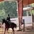 Horse Jump Pole Goes Flying Horse Equestrianrider Equestrian Horseriding Fail Horsefail