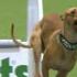 Flyball Team Final Crufts 2016