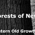 The Lost Forests Of New England Eastern Old Growth