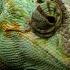 David Attenborough S Perplexing History Of The Chameleon BBC Global