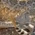 Western Diamondback Rattlesnake Wakes Up Suddenly