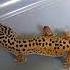 Кормление эублефара геккон эублефар кормлениеэублефара Gecko Eat охота