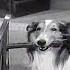 Lassie A Christmas Story Christmas Special Christmas Movie For Kids