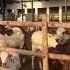 Anmol Cattle Farm Rahim Yar Khan Youtube Mrpendujatt Love