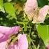 Bougainvillea Sile Bibalbaengaha