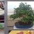 Aberia Caffra Kei Apple Another Unknown Species For Bonsai