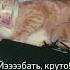 Когда видишь каст как приручить дракона Cat кот Pets Shorts