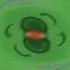 Zoopals In G Major 11