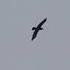 Black Raven In Flight Birds Of Tsarskoye Selo Shorts