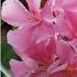 How To Grow Oleander Plant From Cuttings In This Way Will Never Fail Gardening4u11