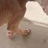The Dog Looked Back One Last Time Abandoned On Vacation Now Weak And Heartbroken