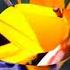 Bird Of Paradise Flower HD1080p