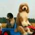 Funny Animals Respect Short Viral