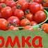 Лучшая подкормка томатов на налив С ней плоды будут крупные и налитые