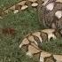 Python With Full Stomach Found In Couple S Backyard What Did It Eat