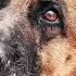 Edit Dog Poordog Movie