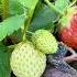 Cuckoo Baby Bird Pushing Strawberries Plant To Throw Out From The Nest Babybird Cute Birdnestandbaby