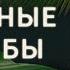 То что происходит в кишечнике влияет на наши мысли Ученый Дмитрий Алексеев