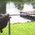 Snapping Turtle Climbs Fence