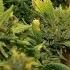 Marijuana Minors WEEDIQUETTE