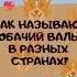 Как Собачий вальс называют в разных странах Смешные названия на разных языках Shorts