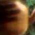 Bedor