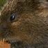 The Vole Power Animal