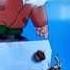 Scrat S Nuts