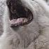 When All 50 Wolves Howl