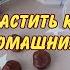 КАК ВЫРАСТИТЬ КАШТАН ИЗ ОРЕХА В ДОМАШНИХ УСЛОВИЯХ САД ОГОРОД САДОВОДСТВО