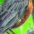 American Robin Singing A Song