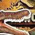 The Most CONTROVERSIAL Dinosaur Paleontologists Rank SPINOSAURUS In JW Evolution 2